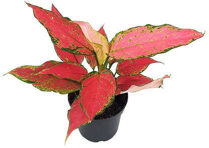 Aglaonema &quot;Red Star&quot; - herzlicher Kolbenfaden