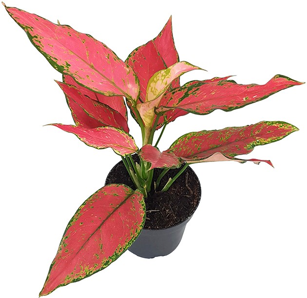 Aglaonema &quot;Red Star&quot; - herzlicher Kolbenfaden