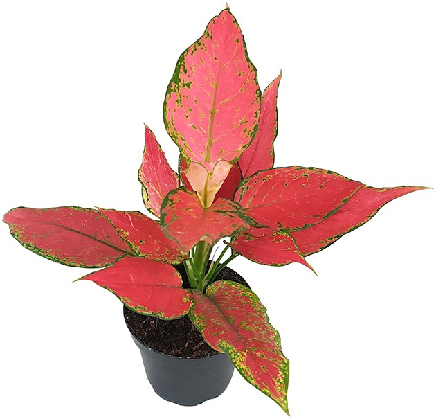 Aglaonema &quot;Red Star&quot; - herzlicher Kolbenfaden