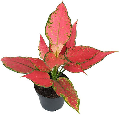 Aglaonema &quot;Red Star&quot; - herzlicher Kolbenfaden