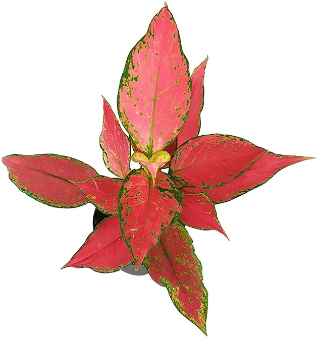 Aglaonema &quot;Red Star&quot; - herzlicher Kolbenfaden