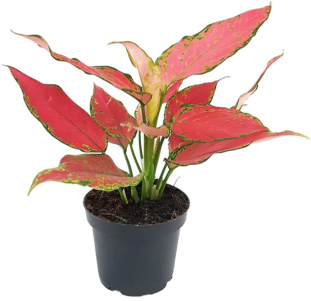 Aglaonema &quot;Red Star&quot; - herzlicher Kolbenfaden