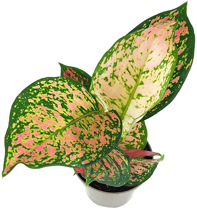 Aglaonema "Spotted Star" - freundlicher Kolbenfaden