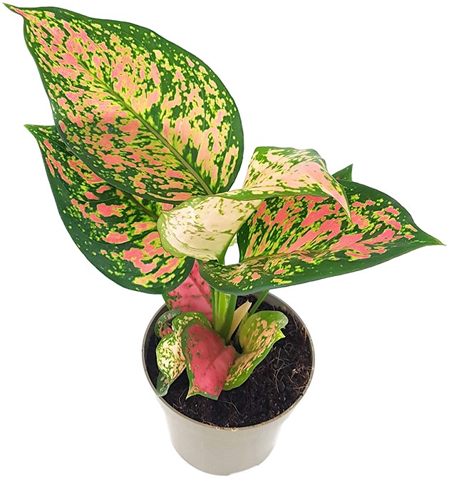 Aglaonema &quot;Spotted Star&quot; - freundlicher Kolbenfaden