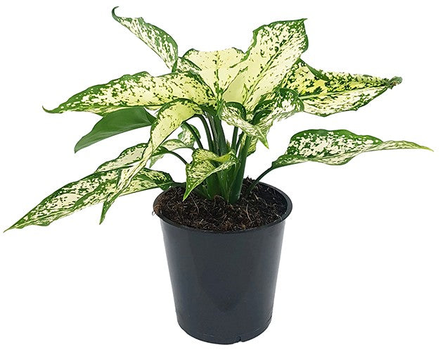 Aglaonema &quot;White Star&quot; - frischer Kolbenfaden