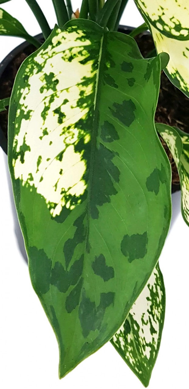 Aglaonema &quot;White Star&quot; - frischer Kolbenfaden