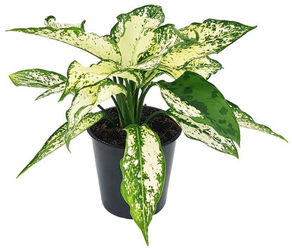 Aglaonema &quot;White Star&quot; - frischer Kolbenfaden