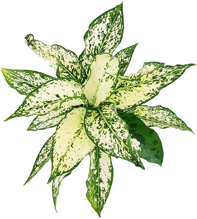 Aglaonema &quot;White Star&quot; - frischer Kolbenfaden