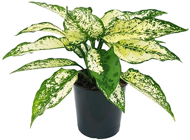 Aglaonema "White Star" - frischer Kolbenfaden