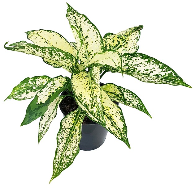 Aglaonema &quot;White Star&quot; - frischer Kolbenfaden