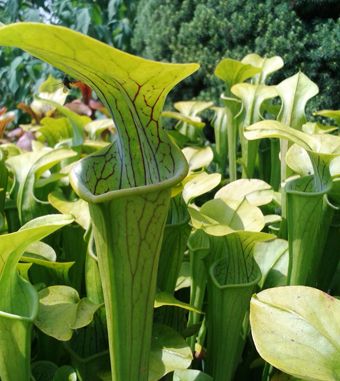 Sarracenia Alata X Oreophila