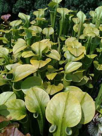 Sarracenia Alata X Oreophila