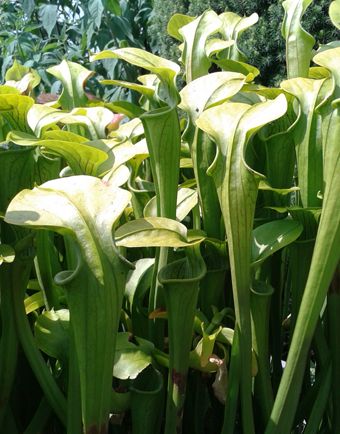 Sarracenia Alata X Oreophila