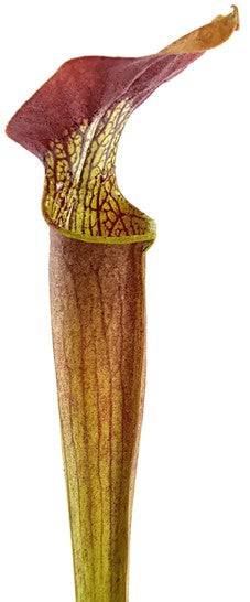 Sarracenia Alata var. rubrioperculata - Red Lid, Ex Mike Brooks