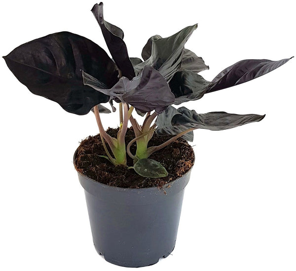 Alocasia infernalis 