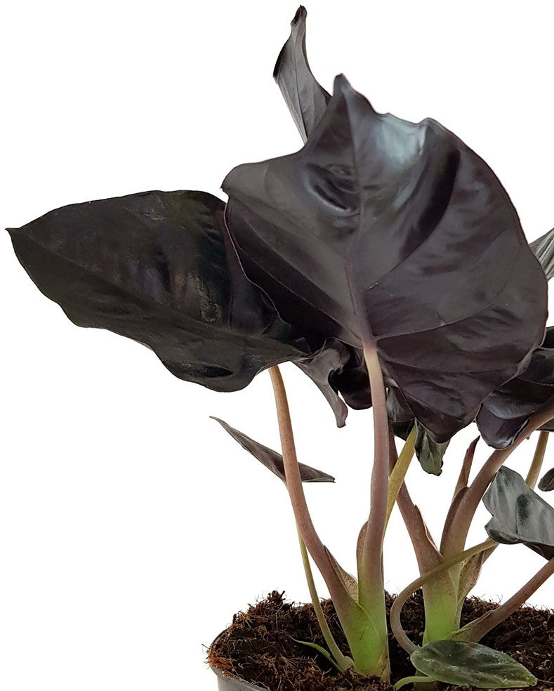 Alocasia infernalis &quot;Black Magic&quot; - schwarzes Elefantenohr