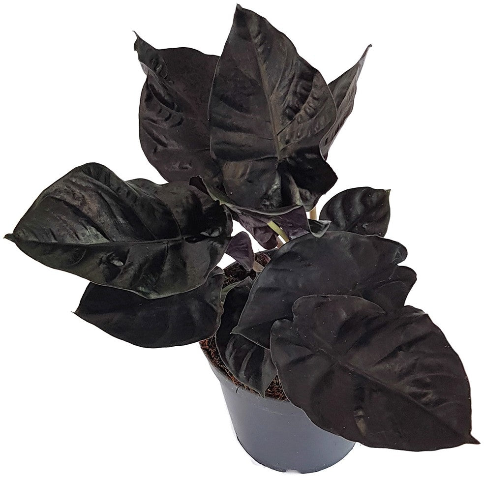 Alocasia infernalis "Black Magic" - schwarzes Elefantenohr Fangblatt GmbH Alocasia infernalis "Black Magic" - schwarzes Elefantenohr Fangblatt GmbH