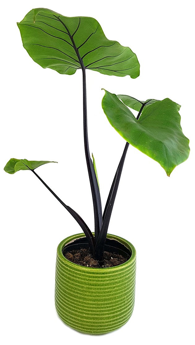 Alocasia macrorrhiza &quot;Black Stem&quot; - schwarzstieliges Elefantenohr