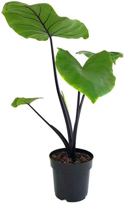 Alocasia macrorrhiza &quot;Black Stem&quot; - schwarzstieliges Elefantenohr