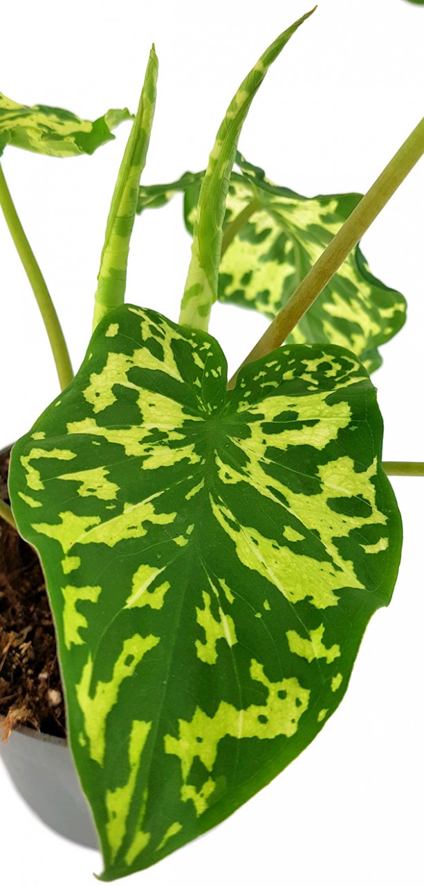 Colocasia esculenta "Hilo Beauty" - neuartige Taropflanze