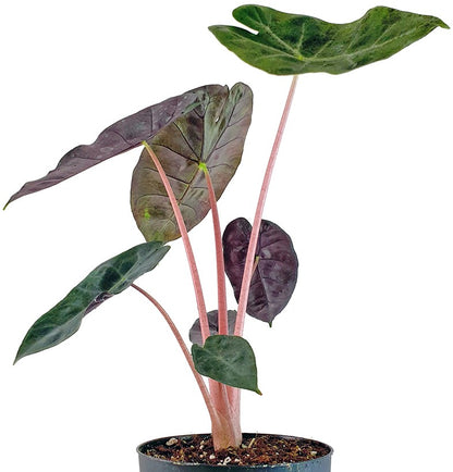 Alocasia baginda &quot;Pink Dragon&quot; - Pfeilblatt