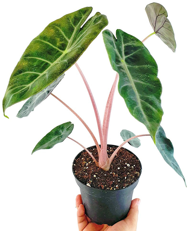 Alocasia baginda "Pink Dragon" - Pfeilblatt