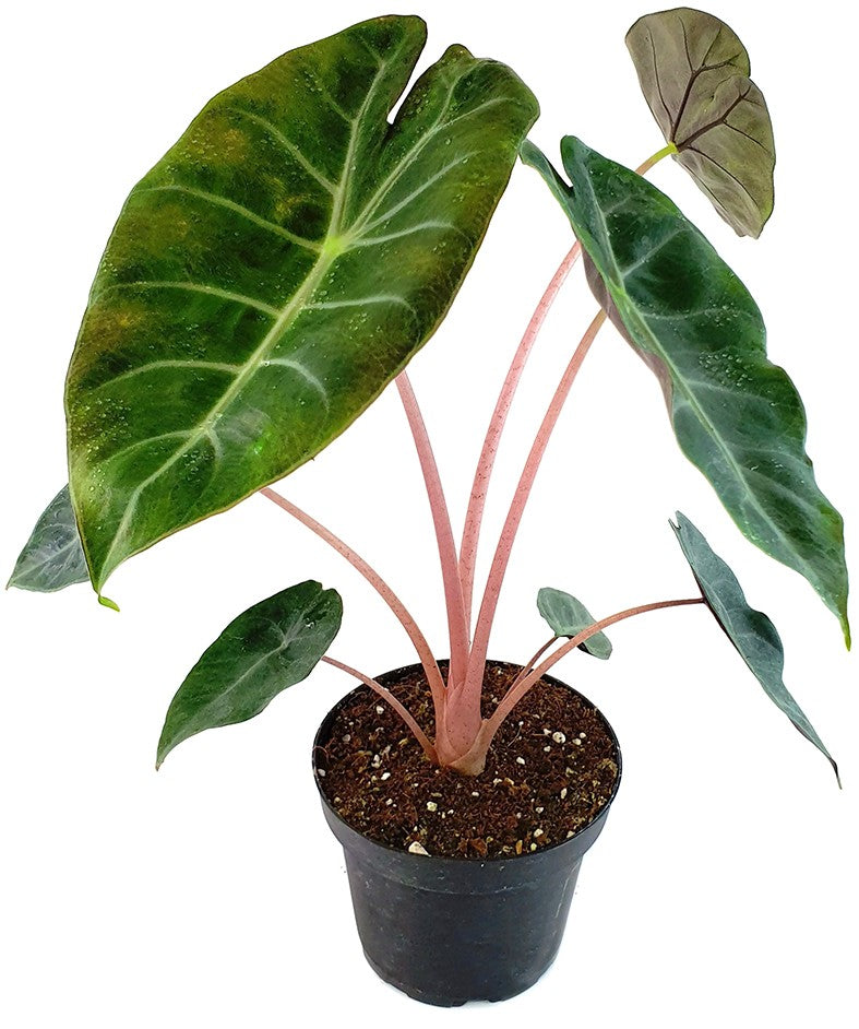 Alocasia baginda "Pink Dragon" - Pfeilblatt