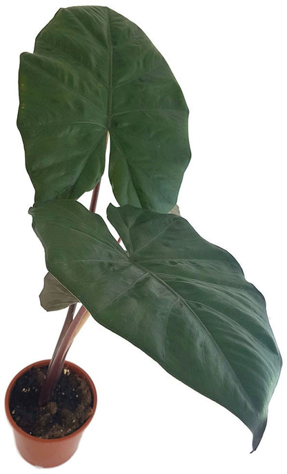 Alocasia &quot;Yucatan Princess&quot; - violettes Pfeilblatt