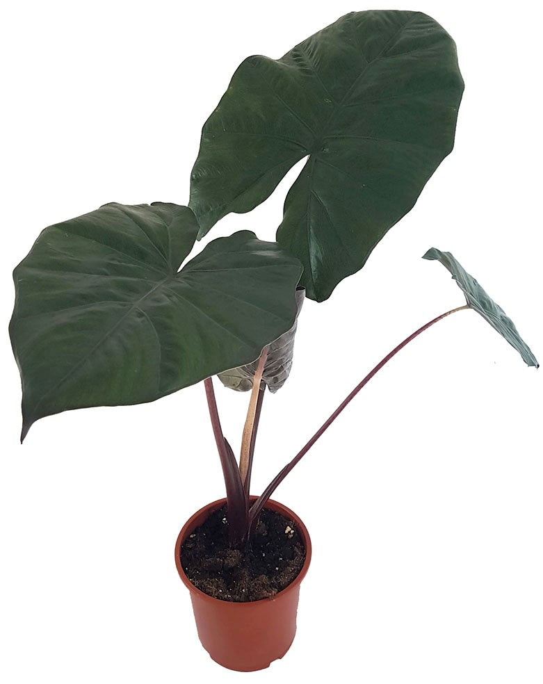 Alocasia "Yucatan Princess" - violettes Pfeilblatt