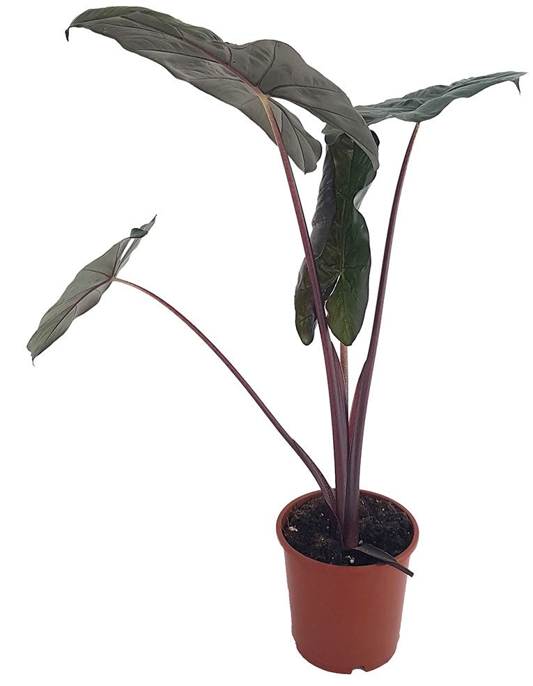 Alocasia &quot;Yucatan Princess&quot; - violettes Pfeilblatt