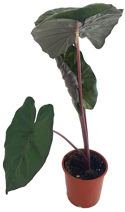 Alocasia &quot;Yucatan Princess&quot; - violettes Pfeilblatt