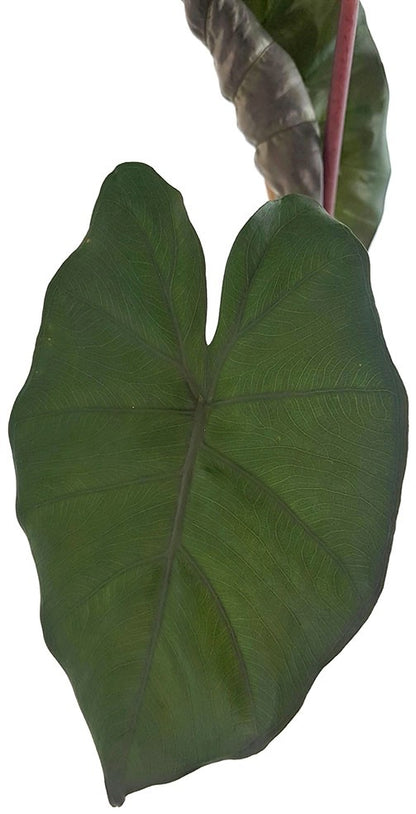 Alocasia &quot;Yucatan Princess&quot; - violettes Pfeilblatt