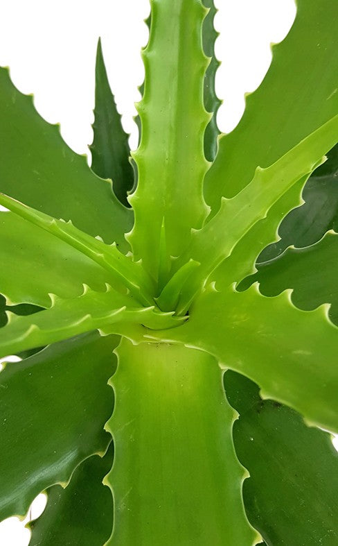 Aloe Cameronii - Sukkulente