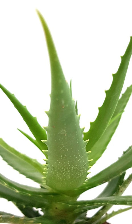 Aloe Cameronii - Sukkulente