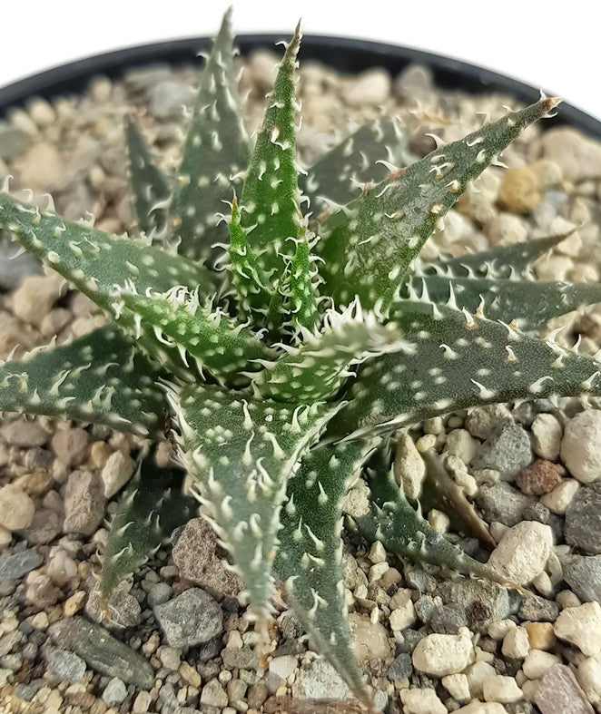 Aloe cv. &quot;Pepe&quot; - Sukkulente