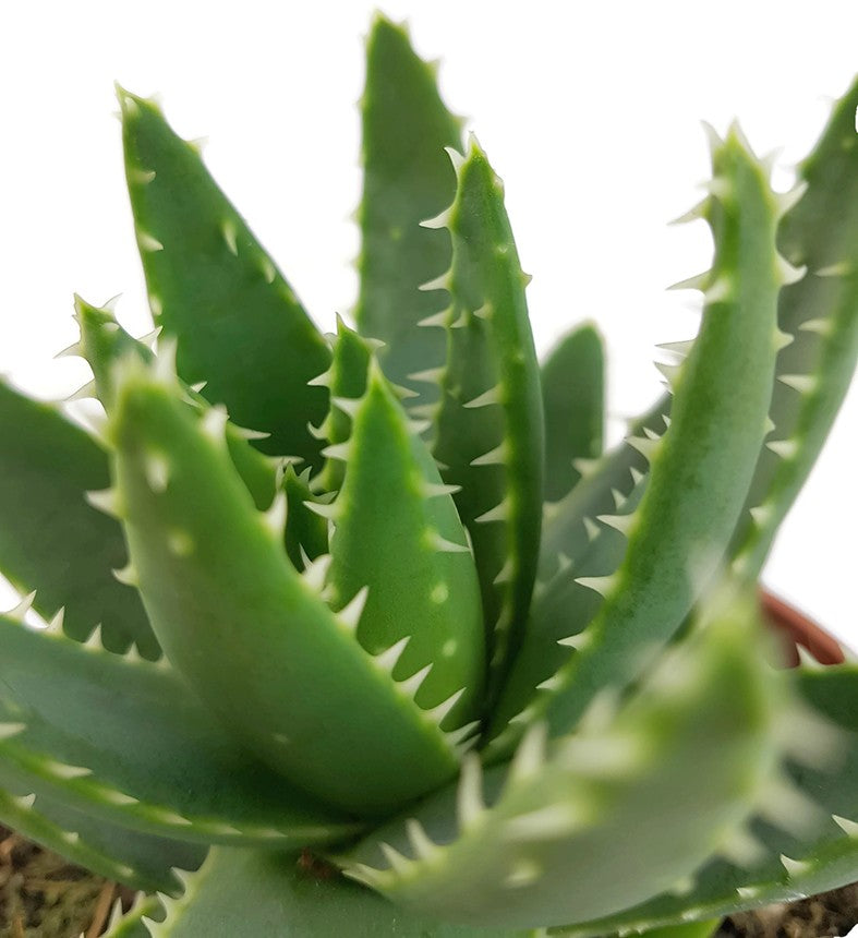 Aloe perfoliata - Schuttaloe