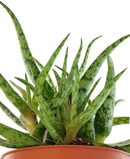 Aloe &quot;Spider&quot; - Spinnenaloe