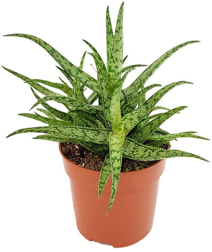 Aloe &quot;Spider&quot; - Spinnenaloe