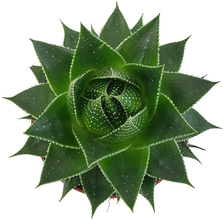 Aloe "Cosmo" - kugelige Aloe