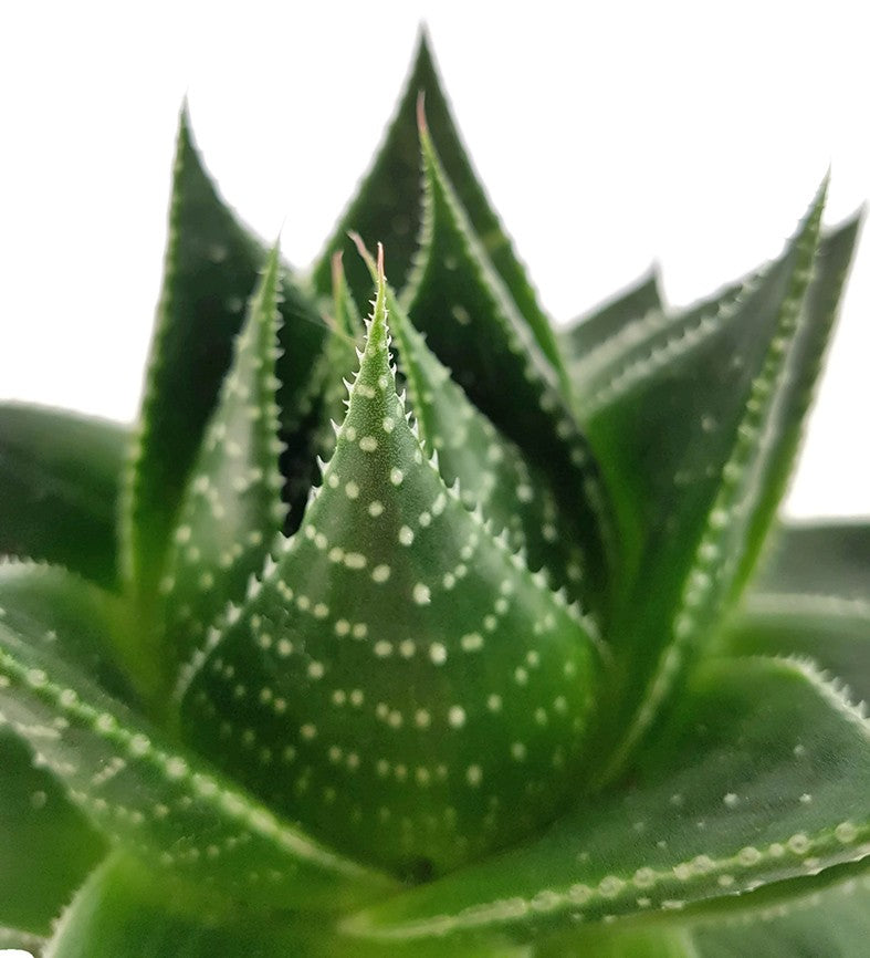 Aloe &quot;Cosmo&quot; - kugelige Aloe