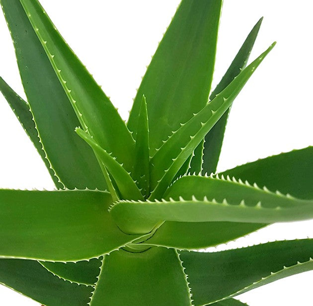 Aloe delaetii - nützliche Sukkulente