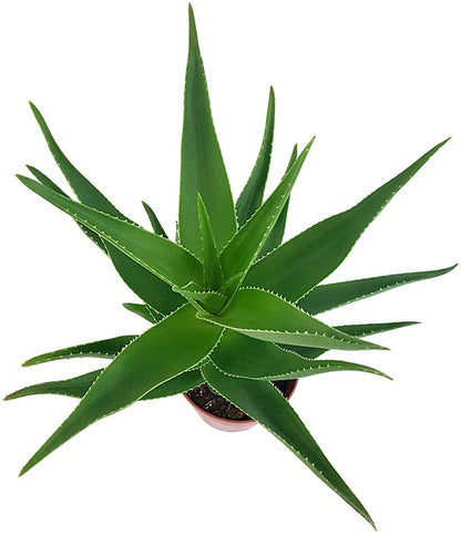 Aloe delaetii - nützliche Sukkulente