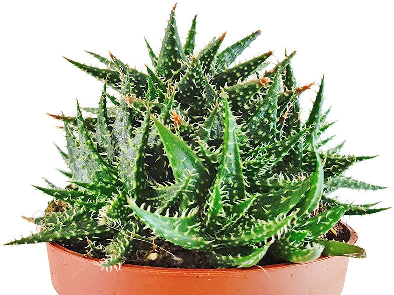 Aloe haworthioides - Sukkulente