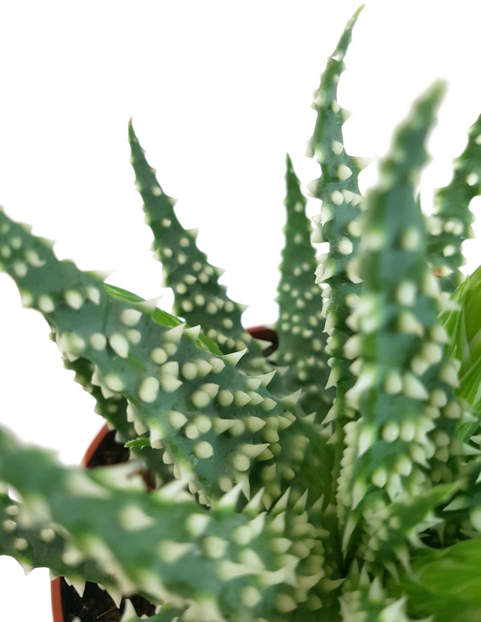 Aloe humilis x pratensis - Haizahnaloe