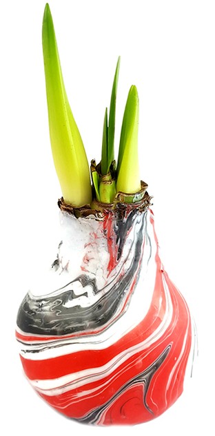 gewachste Amaryllis ‚Earth‘ RED – No Water Amaryllis