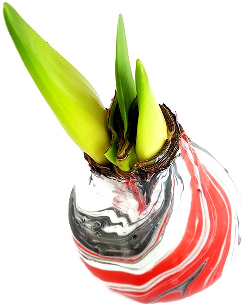 gewachste Amaryllis ‚Earth‘ RED – No Water Amaryllis