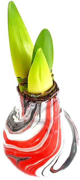 gewachste Amaryllis ‚Earth‘ RED – No Water Amaryllis