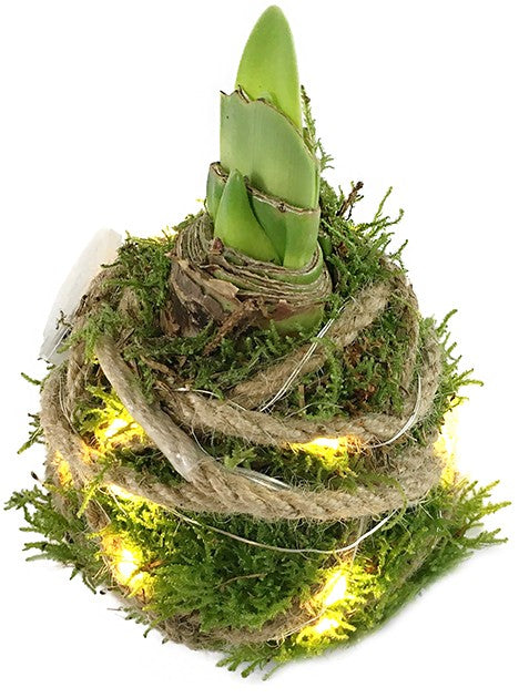 gewachste Amaryllis - Ritterstern mit Moos und LED