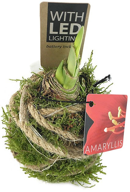 gewachste Amaryllis - Ritterstern mit Moos und LED