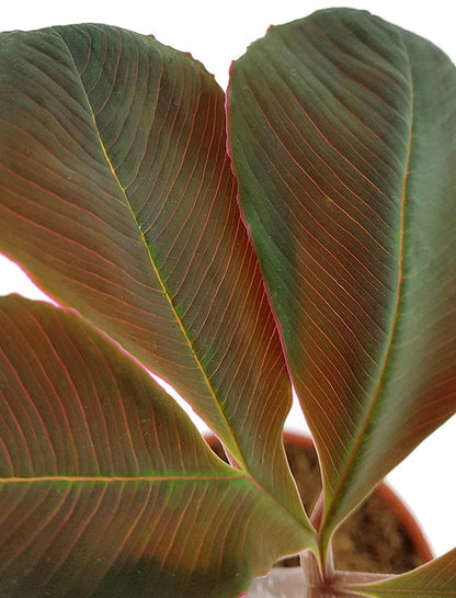 Amorphophallus atrovirdis - Aronstabgewächs